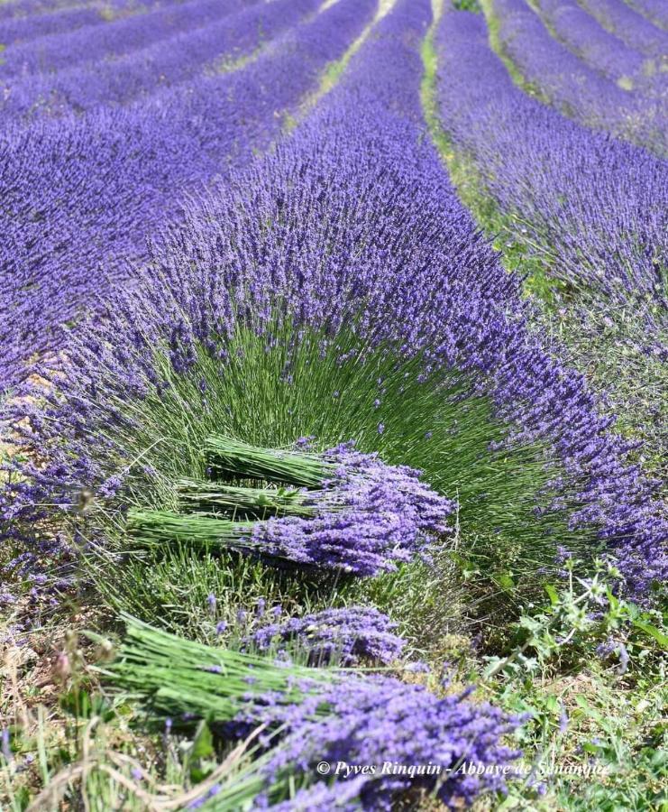 Entre Ventoux Et Luberon Chambre D'Hote Sault-de-Vaucluse Εξωτερικό φωτογραφία
